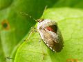 Heteroptera _ Pentatomidae - Eysarcoris venustissimus