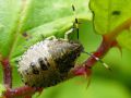 Heteroptera _ Pentatomidae - Pentatoma rufipes