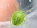 Heteroptera _ Pentatomidae -Palomena prasina