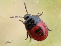 Heteroptera _ Pentatomidae _ Zicrona caerulea