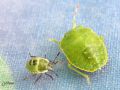 Heteroptera_ Pentatomidae _ Palomena prasina