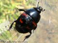Hister - Hister quadrimaculatus