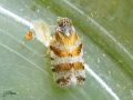 Cixiidae - Cixus nervosus