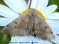 L‘Ennomos Dentelée - Odontopera bedentata _ Geometridae (594)