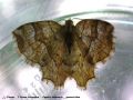 L‘Epione étrangère - Cepphis advenaria _ geometridae (569)