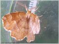 L‘Epione Etrangère - Cepphis advenaria (Geometridae)