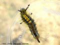 L‘Etoilée - Orgya antiqua _ lymantriidae (770)