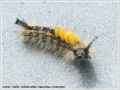 L‘Etoilée - Orgyia antiqua _ (Lymantriidae) Hétérocère