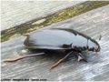 L‘Hydrophile Brun - Hydrophilus piceus