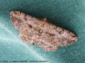 La Boarmie Rhomboïdale - Peribatodes rhomboidaria _ geometridae