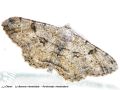 La Boarmie Rhomboïdale - Peribatodes rhomboidaria _ geometridae (636)