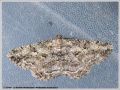 La Boarmie Rhomboidale - Peribatodes rhomboidaria _ Geometridae