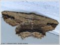 La Boharmie Pétrifiée - Menophra abruptaria