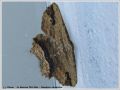 La Boharmie Pétrifiée - Menophra abruptaria _ Geometridae