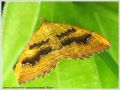 La Brocatelle d‘Or - Camptogramma bilineata _ femelle (Geometridae)