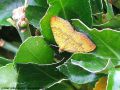 La Brocatelle d‘Or - Camptogramma bilineata _ Geometridae