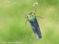 La Cicadelle Verte - Cicadella viridis