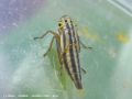 La Cicadelle Verte - Cicadella viridis _ larve