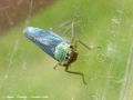 La Cicadelle Verte - Cicadella viridis _ mâle (probable)