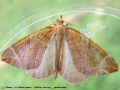 La Cidarie agathe - Eulithis testata _ geometridae (321)