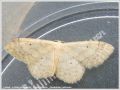 La Cidarie du Cornouiller - Asthena anseraria _ (Geometridae) Hétérocère (401)