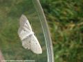 La Cidarie du Cornouiller - Asthena anseraria _ Geometridae