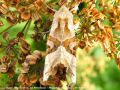 La Craintive , La Méticuleuse - Phlogophora meticulosa _ Noctuidae 
