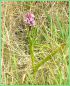 La Dactylorhise Incarnate - Dactylorhiza incarnata
