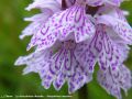 La Dactylorhize Maculée - Dactylorhiza maculata 