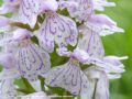 La Dactylorhize Maculée - Dactylorhiza maculata _