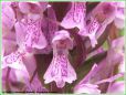 La Dactylorise Incarnate - Dactylorhiza incarnata _ fleurs