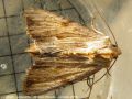 La Doucette - Abromias lithoxylea