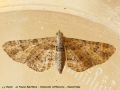 La Fausse Eupithécie - Gymnocelis rufifasciata _ Geometridae