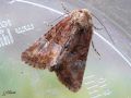 La Furoncule - Mesoligia furuncula _ Noctuidae