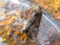 La Furoncule - Mesoligia furuncula _ Noctuidae (1353)