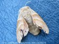 La Livrée des Prés - Malacosoma castrensis _ lasiocampidae (33)
