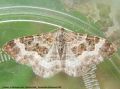La Mélanippe Claire - Epirrhoe rivata _ Geometridae (290)
