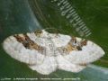 La Mélanthie montagnarde - Xanthorhoe montanata _ geometridae(278)
