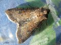 La Moissonneuse , La Noctuelle des moissons - Agrotis segetum  (femelle) _ Noctuidae