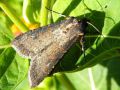 La Moissonneuse , La Noctuelle des moissons - Agrotis segetum  (femelle) _ Noctuidae