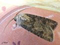 La Moissonneuse , La Noctuelle des moissons - Agrotis segetum  (mâle) _ Noctuidae
