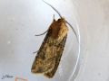 La Moissonneuse , La Noctuelle des moissons - Agrotis segetum  (mâle) _ Noctuidae (1564)