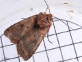 La Noctuelle belle - Diarcia rubi _ Noctuidae (1471)