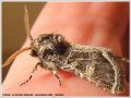 La Noctuelle Marquetée - Leucochlaena oditis
