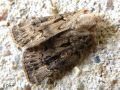 La Noctuelle trapue - Agrotis crassa _ Noctuidae (1576)