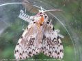 La Nonne , Le Cul Noir -Lymantria monacha _ Lymantriidae