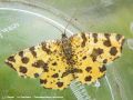 La Panthère - Pseudopanthera macularia _ geometridae(582)