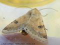 La Peltigère - Heliothis peltigera