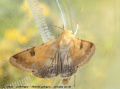 La Peltigère - Heloithis peltigera _ noctuidae(1113)