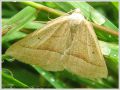 La Phalène de l‘Aquiline - Petrophora chlorosata _ (Geometridae) Hétérocère (570)